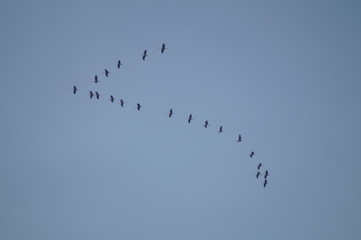 Zugvögel