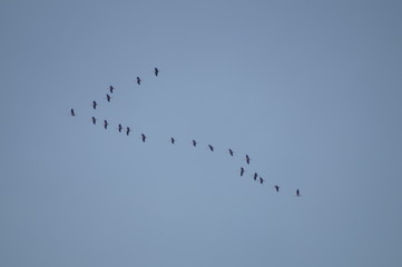 Zugvögel