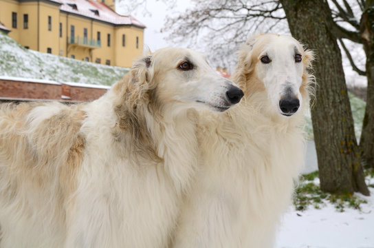 Кошка русская борзая