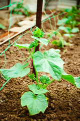 Plant of cucumber in countryside