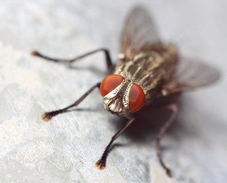 Fly insect