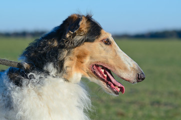 Russian wolfhounds