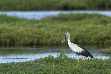 Asian openbill in Bundala National Park, Sri Lanka