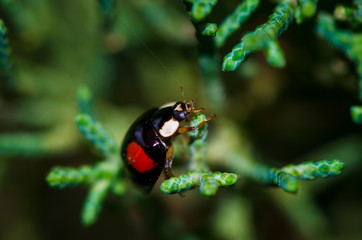 nierenfleckiger Kugelmarienkäfer