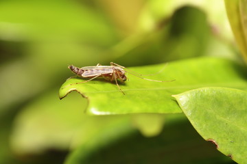 Fly insect