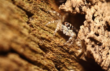 Small jumping spider