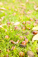 芝生の上に落ちた大量のドングリの実