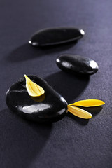 Spa stones with flower petals on dark background