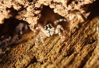 Small jumping spider