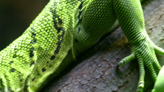 Closer look of the green lizard on a tree branch. It has scaly skin and big eyes