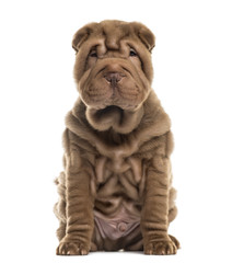 Sharpei sitting in front of a white background