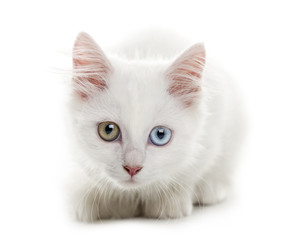 Fototapeta na wymiar White kitten lying in front of a white background