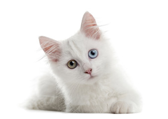 White kitten lying in front of a white background