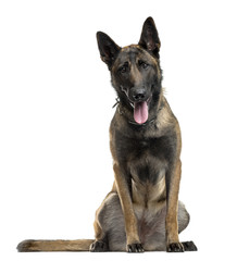 Belgian Shepherd sitting in front of a white background