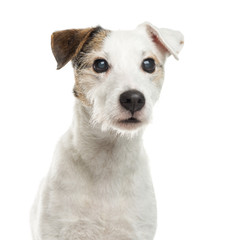 Close-up of a Parson Russel terrierin front of a white backgroun