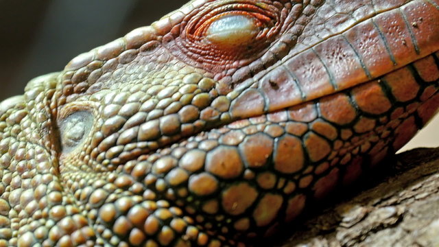 Closer look of the red pinkins scaly head of the lizard. It has bumpy scales on its skin with big eyes