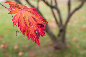 Rotes Blatt eines Ahornbaum (Acer palmatum)