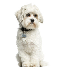Maltese sitting in front of a white background