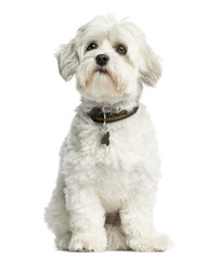 Obraz premium Maltese sitting in front of a white background