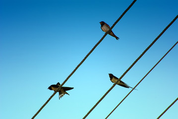 Three swallows sitting on a wire