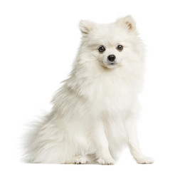 Spitz sitting in front of a white background