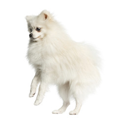 Spitz standing in front of a white background