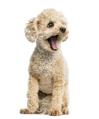 Poodle yawning in front of a white background