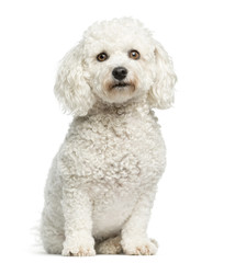 Maltese sitting in front of a white background