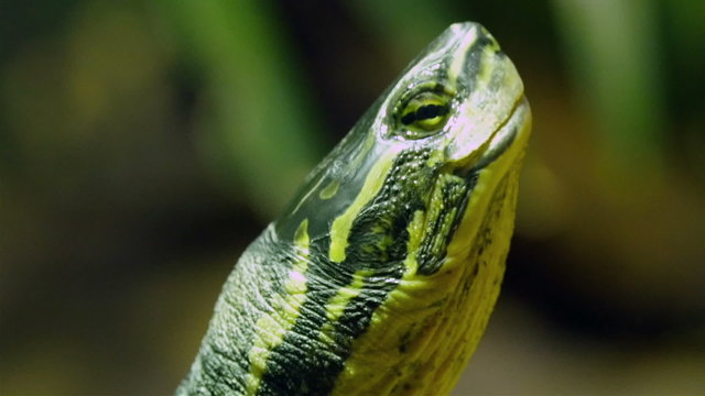 The Annam leaf turtle with its throat moving. The green stripy scales of the turtle is very beautiful
