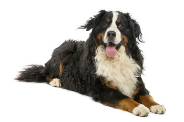 Bernese Mountain dog lying in front of a white background