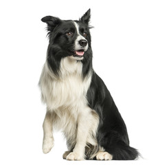Fototapeta premium Border Collie sitting in front of a white background