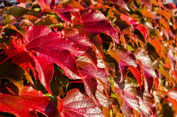 Rote Blätter vom Wilden Wein