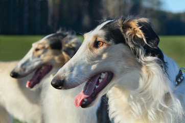 Portrait of wolfhound dog