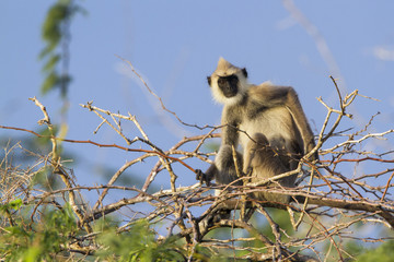 Tufted gray langur in Bundala national park, Sri Lanka