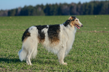 Black and white borzoi dog