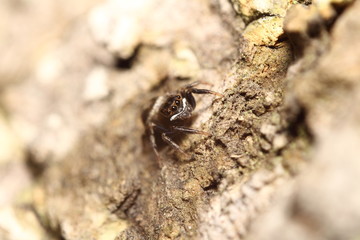 Small jumping spider
