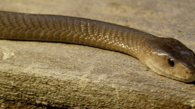 Brown shiny scales of the black mamba snake. The black mamba is a highly venomous snake of the genus Dendroaspis and is endemic to sub-Saharan Africa.