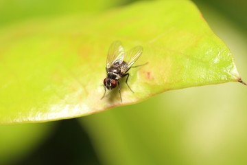 Fly insect