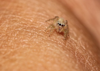 Small jumping spider