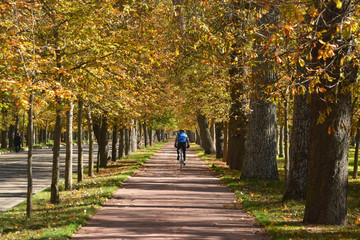 ciclista bajo los arboles en oto&ntilde;o