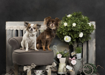 Chihuahuas in front of a rustic background
