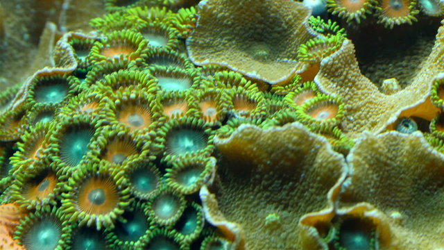 Cup likes green corals in the bed of the ocean. Corals are marine invertebrates in the class Anthozoa of phylum Cnidaria.