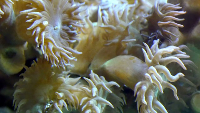 Other kinds of white corals in the ocean. They are plenty in the bed of the sea to help the fishes for their marine life