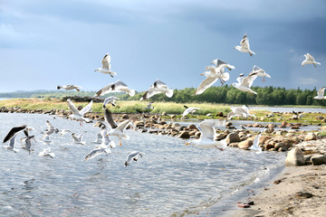 Gulls on the shore of the White Sea