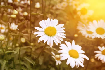 Zelfklevend Fotobehang Madeliefjes veld van witte madeliefjes bloemen in de zomer