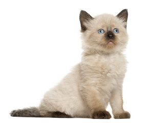 Fototapeta na wymiar Kitten in front of white background