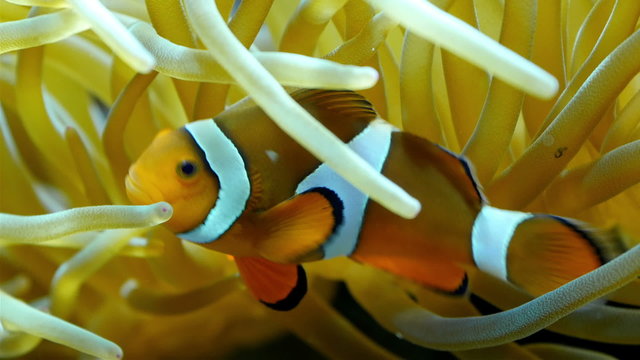 A beautiful clownfish swimming underneath the corals. Clownfish or Anemonefish are fishes from the subfamily Amphiprioninae in the family Pomacentridae.