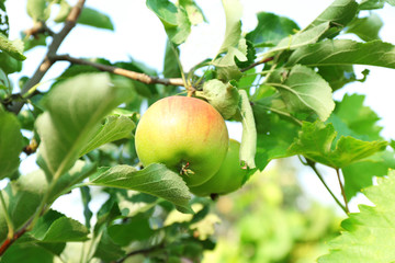 Branch of apple tree closeup