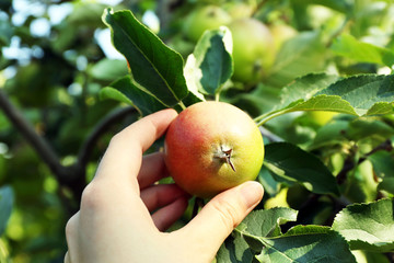 Female hand picking apple from tree