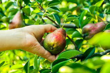 Female hand picking pear from tree